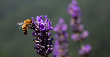 Bienenhelden: Eine Bienenpatenschaft mit HONIGWERK HAMBURG
